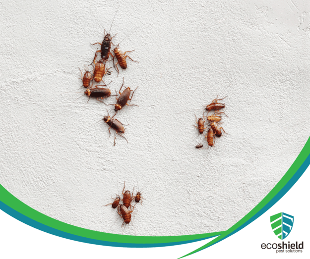 Why Might I See More Bugs After My Pest Treatment?